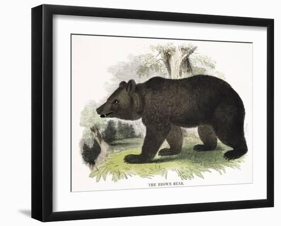 The Brown Bear, Educational Illustration Published by the Society for Promoting Christian Knowledge-Josiah Wood Whymper-Framed Giclee Print