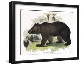 The Brown Bear, Educational Illustration Published by the Society for Promoting Christian Knowledge-Josiah Wood Whymper-Framed Giclee Print