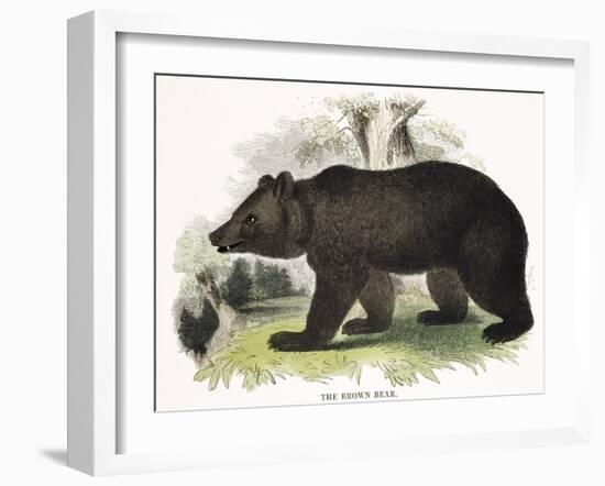 The Brown Bear, Educational Illustration Published by the Society for Promoting Christian Knowledge-Josiah Wood Whymper-Framed Giclee Print