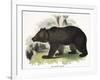 The Brown Bear, Educational Illustration Published by the Society for Promoting Christian Knowledge-Josiah Wood Whymper-Framed Premium Giclee Print