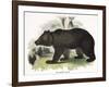 The Brown Bear, Educational Illustration Published by the Society for Promoting Christian Knowledge-Josiah Wood Whymper-Framed Premium Giclee Print