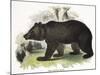 The Brown Bear, Educational Illustration Published by the Society for Promoting Christian Knowledge-Josiah Wood Whymper-Mounted Premium Giclee Print