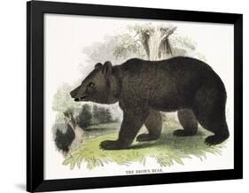 The Brown Bear, Educational Illustration Published by the Society for Promoting Christian Knowledge-Josiah Wood Whymper-Framed Premium Giclee Print