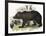 The Brown Bear, Educational Illustration Published by the Society for Promoting Christian Knowledge-Josiah Wood Whymper-Framed Premium Giclee Print