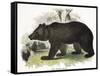 The Brown Bear, Educational Illustration Published by the Society for Promoting Christian Knowledge-Josiah Wood Whymper-Framed Stretched Canvas