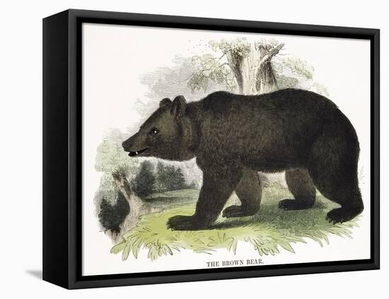 The Brown Bear, Educational Illustration Published by the Society for Promoting Christian Knowledge-Josiah Wood Whymper-Framed Stretched Canvas