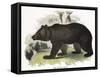 The Brown Bear, Educational Illustration Published by the Society for Promoting Christian Knowledge-Josiah Wood Whymper-Framed Stretched Canvas