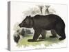 The Brown Bear, Educational Illustration Published by the Society for Promoting Christian Knowledge-Josiah Wood Whymper-Stretched Canvas