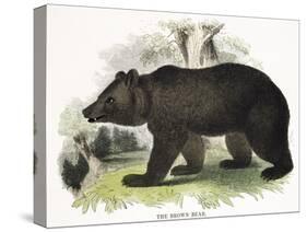 The Brown Bear, Educational Illustration Published by the Society for Promoting Christian Knowledge-Josiah Wood Whymper-Stretched Canvas