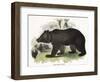 The Brown Bear, Educational Illustration Published by the Society for Promoting Christian Knowledge-Josiah Wood Whymper-Framed Giclee Print