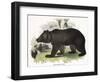 The Brown Bear, Educational Illustration Published by the Society for Promoting Christian Knowledge-Josiah Wood Whymper-Framed Giclee Print