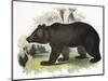 The Brown Bear, Educational Illustration Published by the Society for Promoting Christian Knowledge-Josiah Wood Whymper-Mounted Giclee Print