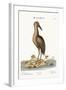 The Brown Bittern, 1749-73-Mark Catesby-Framed Giclee Print