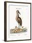 The Brown Bittern, 1749-73-Mark Catesby-Framed Giclee Print