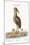 The Brown Bittern, 1749-73-Mark Catesby-Mounted Giclee Print