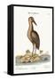 The Brown Bittern, 1749-73-Mark Catesby-Framed Stretched Canvas