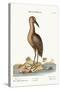 The Brown Bittern, 1749-73-Mark Catesby-Stretched Canvas