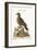 The Brown Indian Dove, 1749-73-George Edwards-Framed Giclee Print