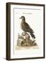 The Brown Indian Dove, 1749-73-George Edwards-Framed Giclee Print