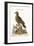 The Brown Indian Dove, 1749-73-George Edwards-Framed Giclee Print