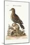 The Brown Indian Dove, 1749-73-George Edwards-Mounted Giclee Print