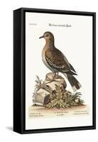 The Brown Indian Dove, 1749-73-George Edwards-Framed Stretched Canvas