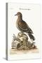 The Brown Indian Dove, 1749-73-George Edwards-Stretched Canvas