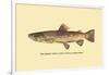 The Brown Trout-H.h. Leonard-Framed Art Print