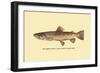 The Brown Trout-H.h. Leonard-Framed Art Print