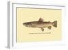 The Brown Trout-H.h. Leonard-Framed Art Print