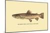 The Brown Trout-H.h. Leonard-Mounted Art Print