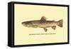 The Brown Trout-H.h. Leonard-Framed Stretched Canvas