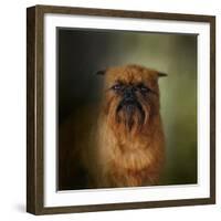 The Brussels Griffon-Jai Johnson-Framed Giclee Print