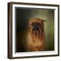 The Brussels Griffon-Jai Johnson-Framed Giclee Print