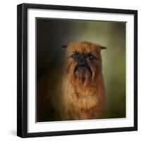 The Brussels Griffon-Jai Johnson-Framed Giclee Print