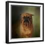 The Brussels Griffon-Jai Johnson-Framed Giclee Print