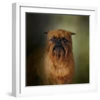 The Brussels Griffon-Jai Johnson-Framed Giclee Print