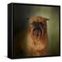 The Brussels Griffon-Jai Johnson-Framed Stretched Canvas