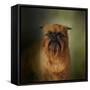 The Brussels Griffon-Jai Johnson-Framed Stretched Canvas