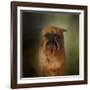 The Brussels Griffon-Jai Johnson-Framed Giclee Print