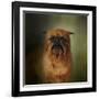 The Brussels Griffon-Jai Johnson-Framed Giclee Print