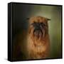 The Brussels Griffon-Jai Johnson-Framed Stretched Canvas