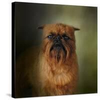 The Brussels Griffon-Jai Johnson-Stretched Canvas