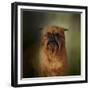 The Brussels Griffon-Jai Johnson-Framed Giclee Print