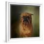 The Brussels Griffon-Jai Johnson-Framed Giclee Print