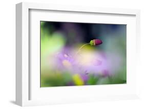 The bud-Heidi Westum-Framed Photographic Print