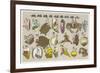 The Buddhist Concept of the Cycle of Re-Birth: The Soul is Born Again as a Shellfish-null-Framed Premium Giclee Print