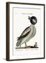 The Buffel's Head Duck, 1749-73-Mark Catesby-Framed Giclee Print