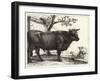 The Bull-Paulus Potter-Framed Giclee Print