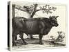 The Bull-Paulus Potter-Stretched Canvas